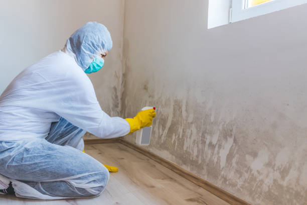 Professional mold removal team in Eastview
