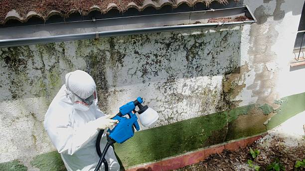 Mold Removal service in Eastview